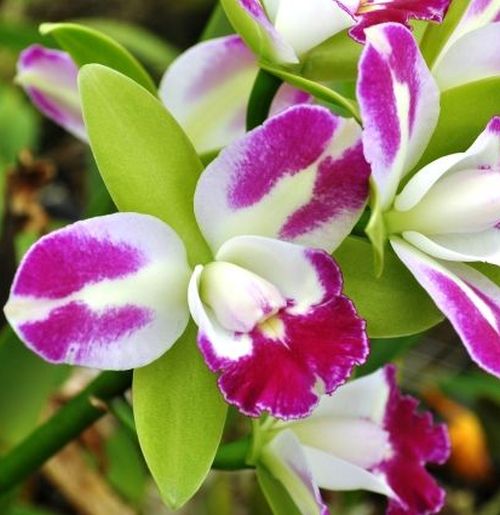 Pcv. Key Lime Stars x Rlc. Yen Corona 'Green Genie'