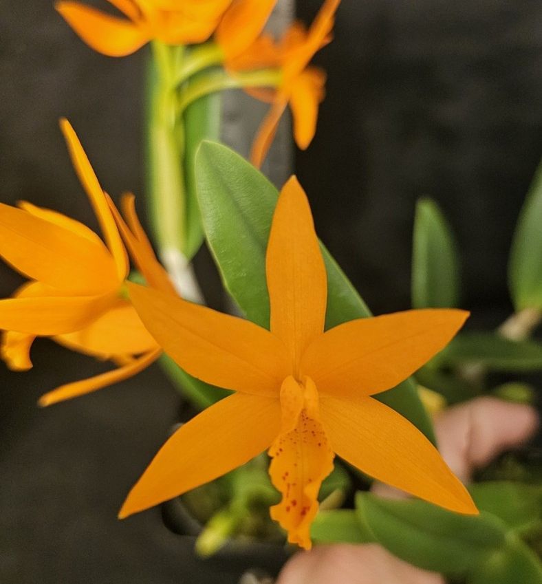 C. aurantiaca 'Spots' x C. Harmill 'Orange Glow'