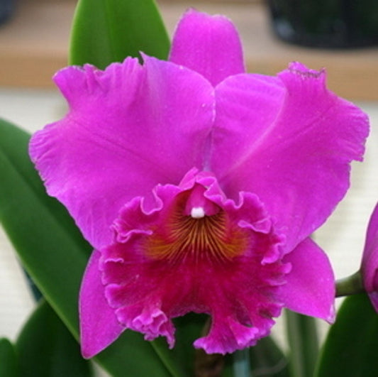 Rlc. Haruko Kanzaki 'Volcano Queen'