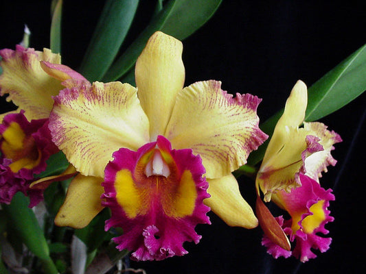 Blc. Hausermann's Starfire 'Times Square'