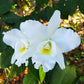 Blc. Hawaii Island Bride