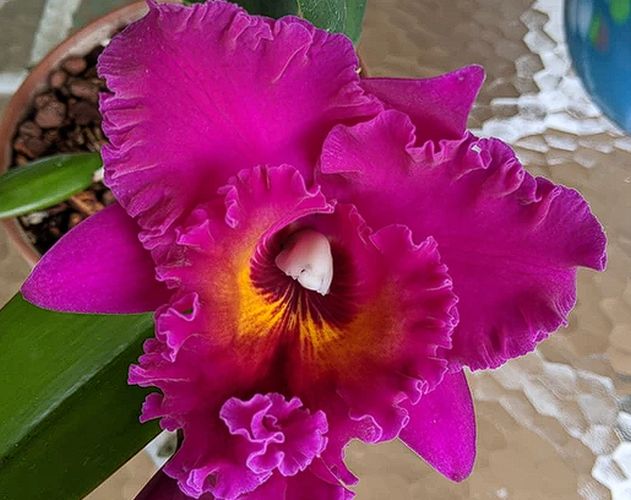 Blc. Hawaiian Ruby 'Paradise'