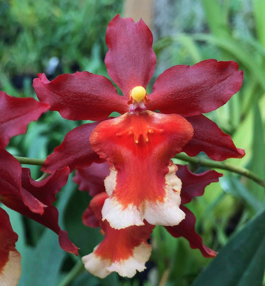 Onc. Hilo Firecracker 'Sangria'
