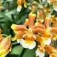 Onc. Hilo Firecracker 'Lucky Strike'