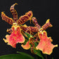 Alcra. Hilo Ablaze 'Hilo Gold'