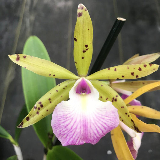 Bc. Hippodamia 'Leopard Spots' x Gur. aurantiaca 'Spots'