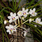 Vanda tessellata var. aurea x Holc. rupestre