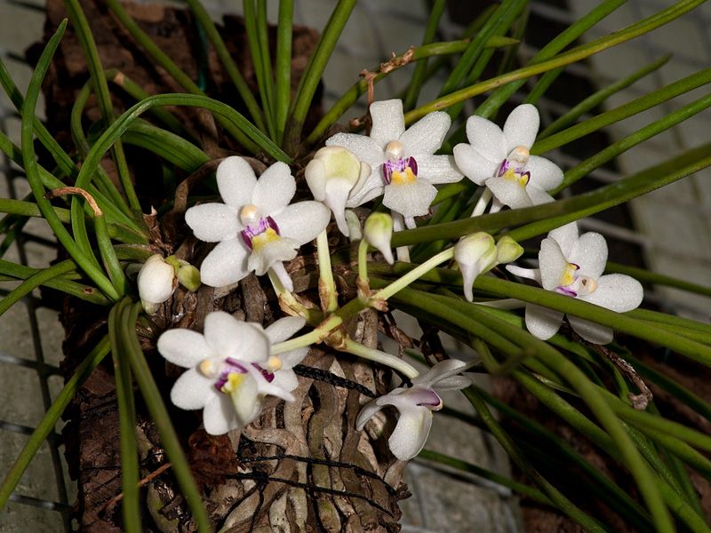 Vanda tessellata var. aurea x Holc. rupestre