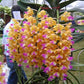 Aerides houlletiana