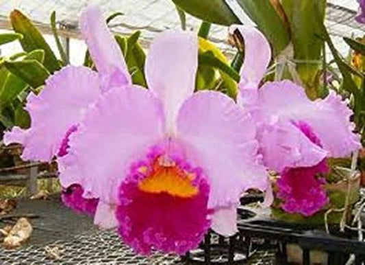 Lc. Irene Finney 'Spring Bounty'