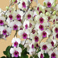 Den. Jade Classic