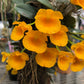 Den. jenkinsii