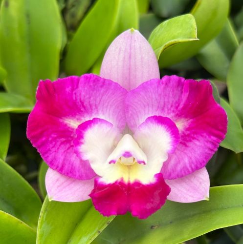 C. Mem. Jerome Schultz x C. Cosmic Future 'Lues Lava Burst'