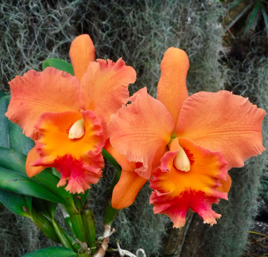 Pot. Jessie Lee 'Hawaii'