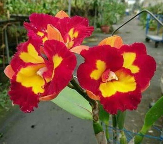 Rth. Jhong Sin Panda 'Kinmen' x Clty. Chantilly Lace 'Twinkle'