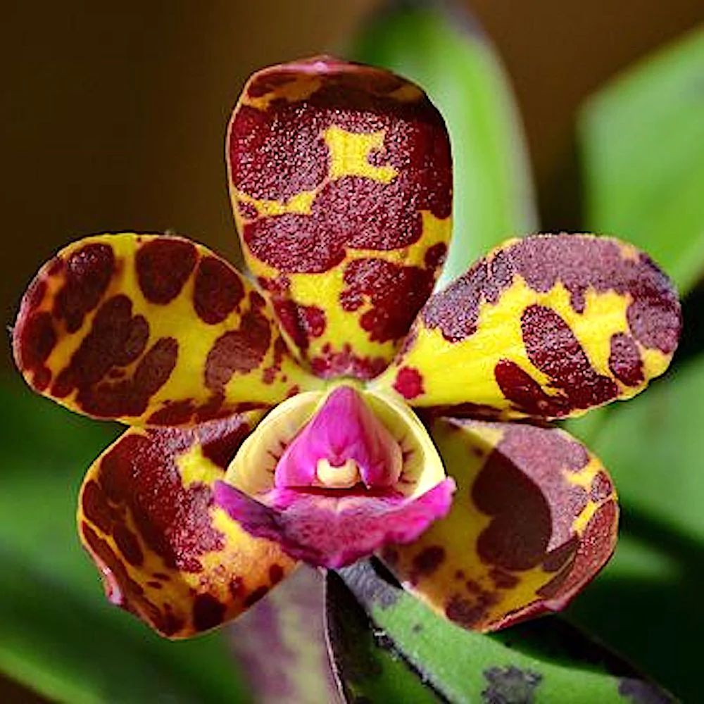 Rlc. Maui Freckles 'Spotted Leopard' x C. Jungle Eyes 'Little Spots'