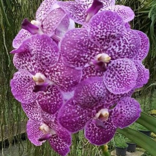 V. Kultana 'Brown' x V. Gordon Dillon
