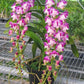 Aerides lawrenceae