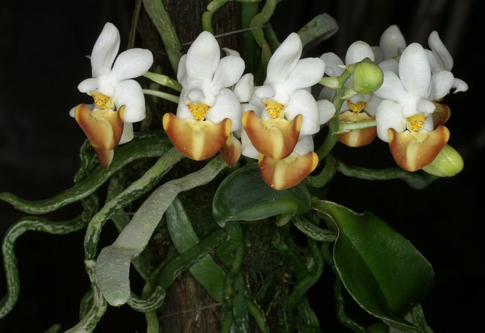 Phal. lobbii