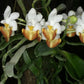 Phalaenopsis lobbii