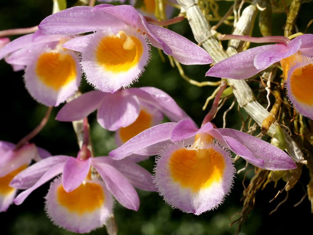 Den. loddigesii