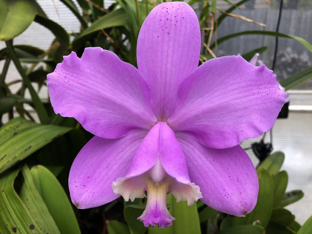 C. loddigesii 'Izzy' x walkeriana 'The Chairman'