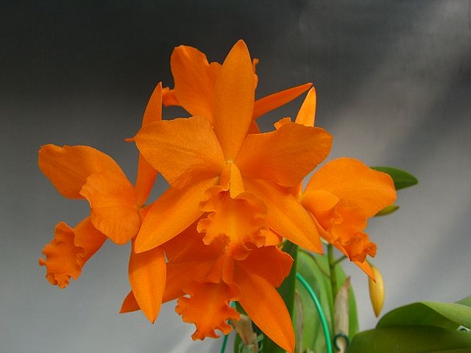 Pot. Love Passion 'Orange Bird'