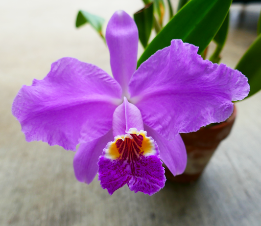 C. lueddemanniana x sib ('Eve' x 'New Year')