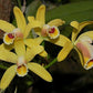 Cattleya luteola