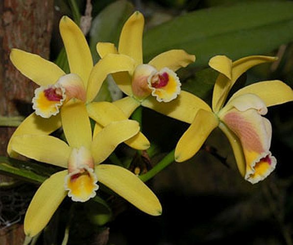 Cattleya luteola