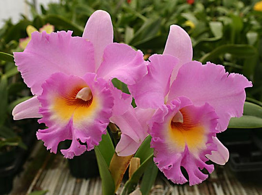 Blc. Mahina Yahiro 'Julie'