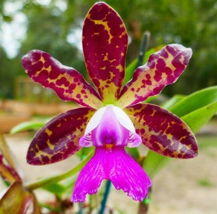 B. nodosa '24088' x C. Mareeba Tiger 'HOF'