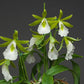Prosthechea mariae x sib