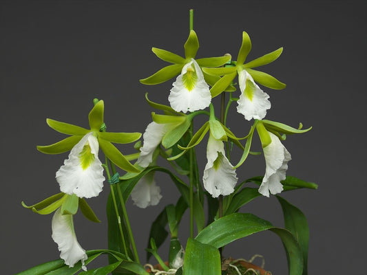 Prosthechea mariae x sib