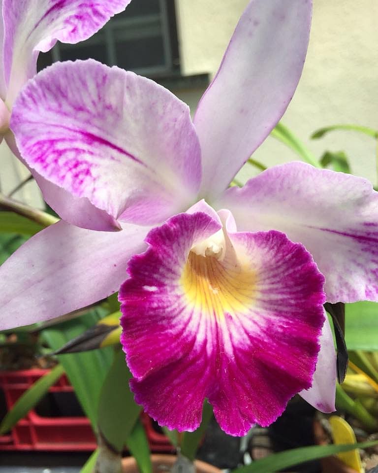 Blc. Mari's Glory 'Avery'