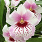 Milt. Maui Mist 'Golden Gate'