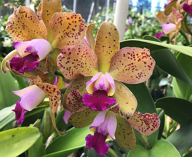 Rlc. Maui Freckles 'Spotted Leopard' x C. Jungle Eyes 'Little Spots'