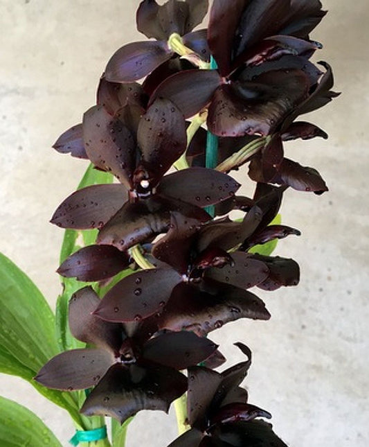 Monn. Millennium Magic 'Witchcraft'