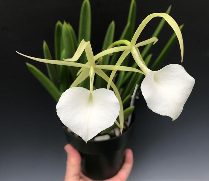 Rth. Young Min Orange 'Golden Satisfaction' x B. nodosa 4N '1713'