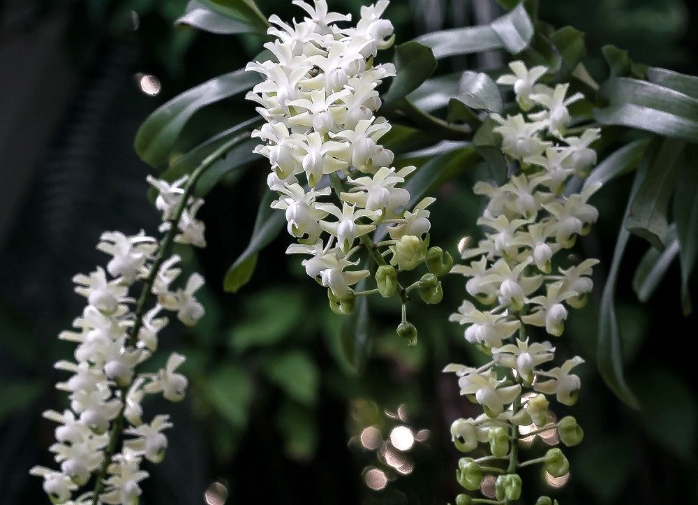 Aerides odorata v alba x sib