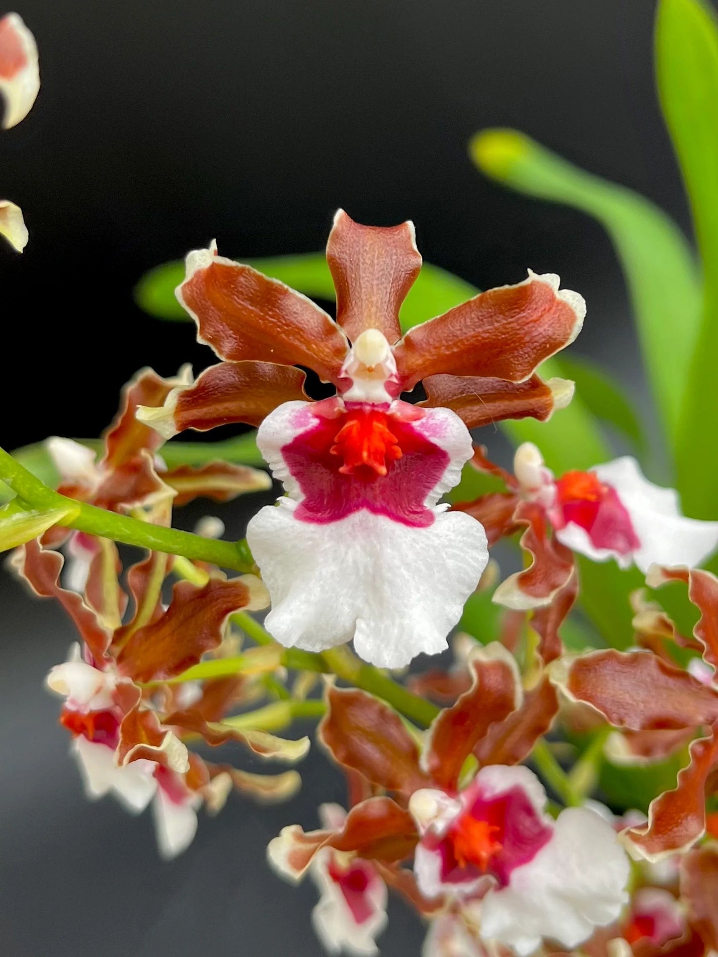 Onc. Pacific Pagan 'Kilauea'