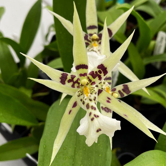 Mtssa. Phoenix Rising 'White Light'