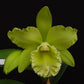 Blc. Prada Green Deluxe 'NN'