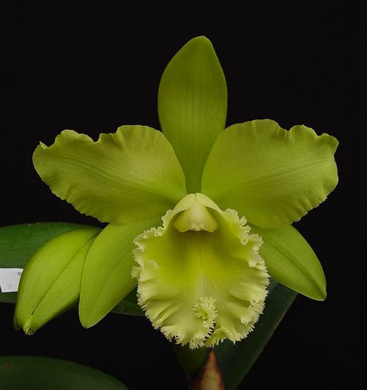 Blc. Prada Green Deluxe 'NN'