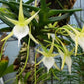 Angraecum praestans x sib