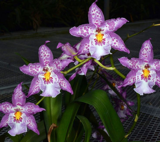 Dgmra. Shibumi 'Purple Rain'