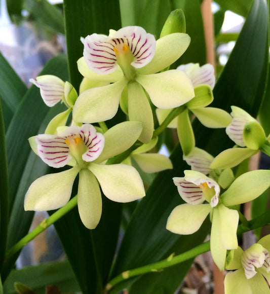 Encyclia radiata