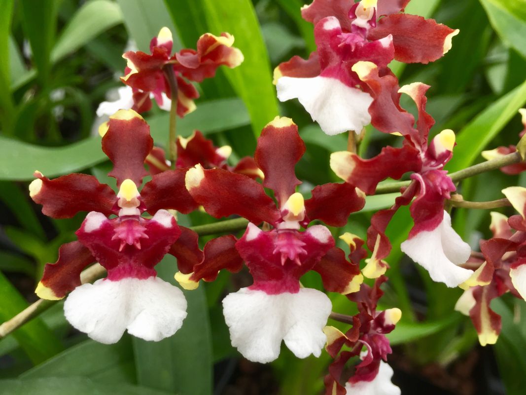 Onc. Aka Baby 'Raspberry Chocolate' (Sharry Baby Hybrid!)