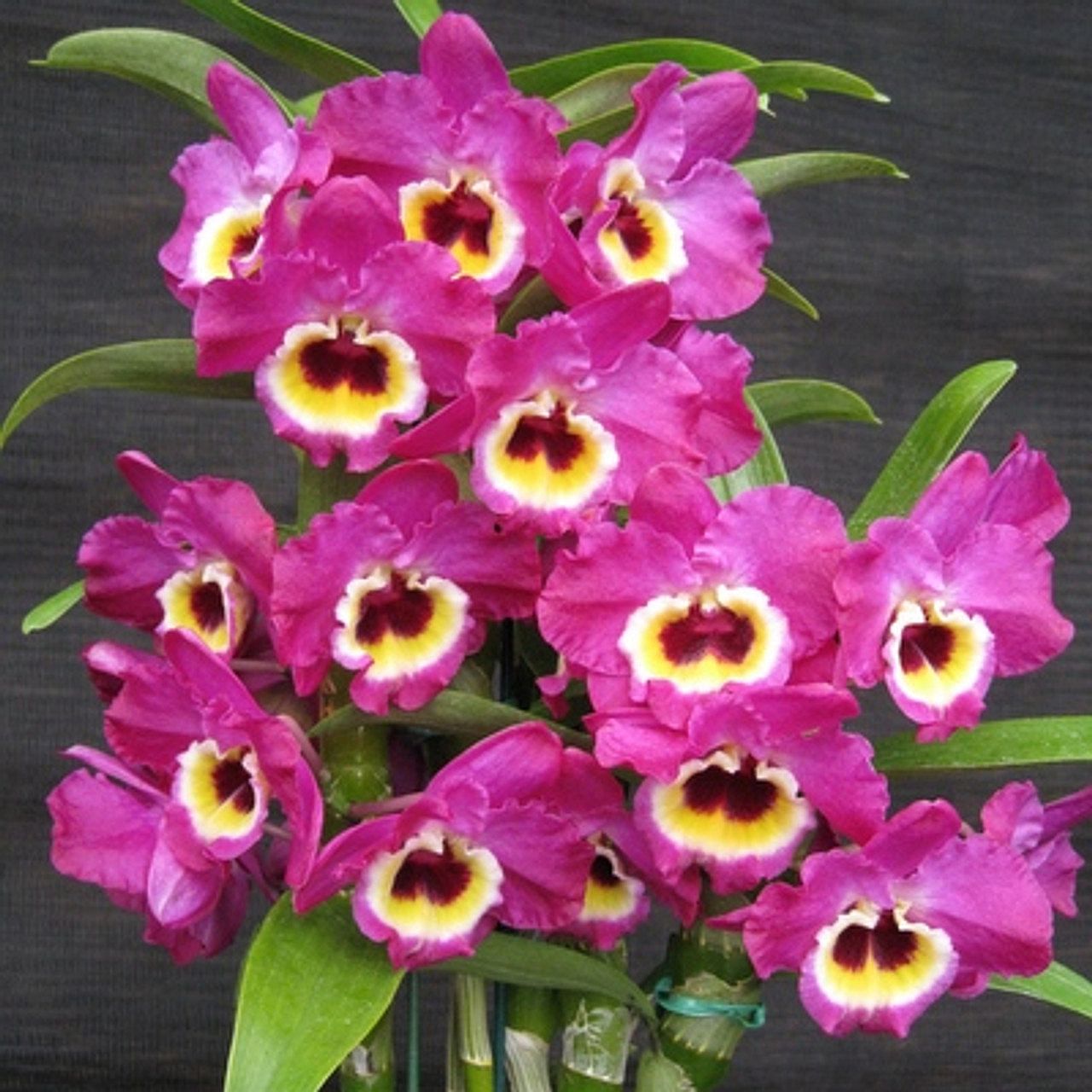 Den. Red Emporer 'Prince'