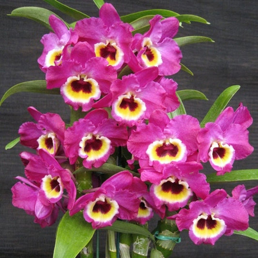 Den. Red Emporer 'Prince'